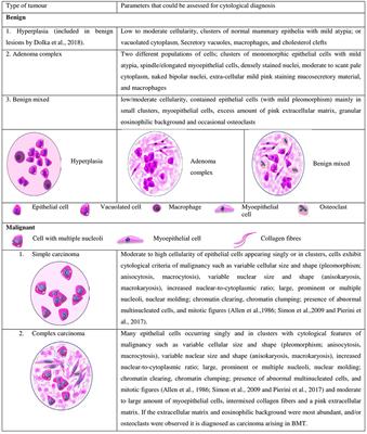 Cytological Grading of Breast Tumors—The Human and Canine Perspective